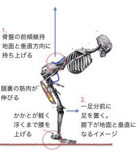 伸張反射を走りの中で使えるようになるドリルその Shoespicks